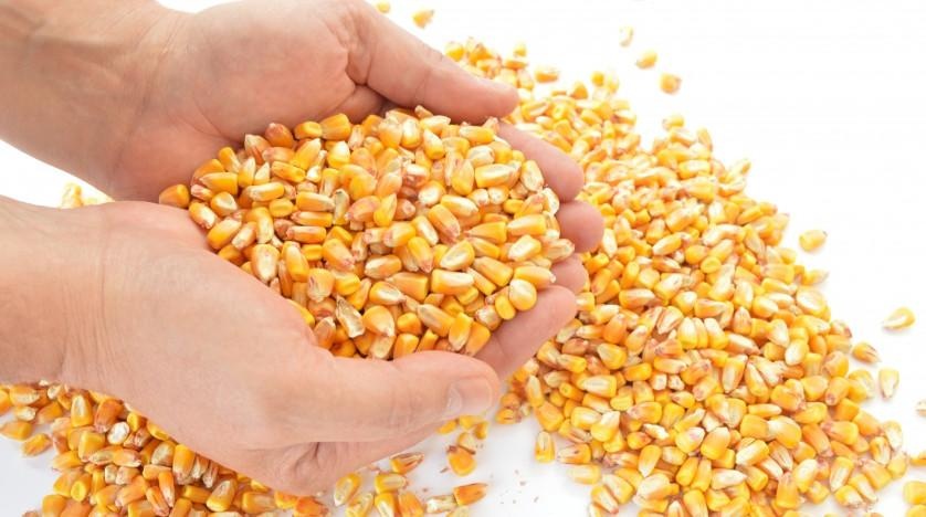 Uprawa kukurydzy na ziarno