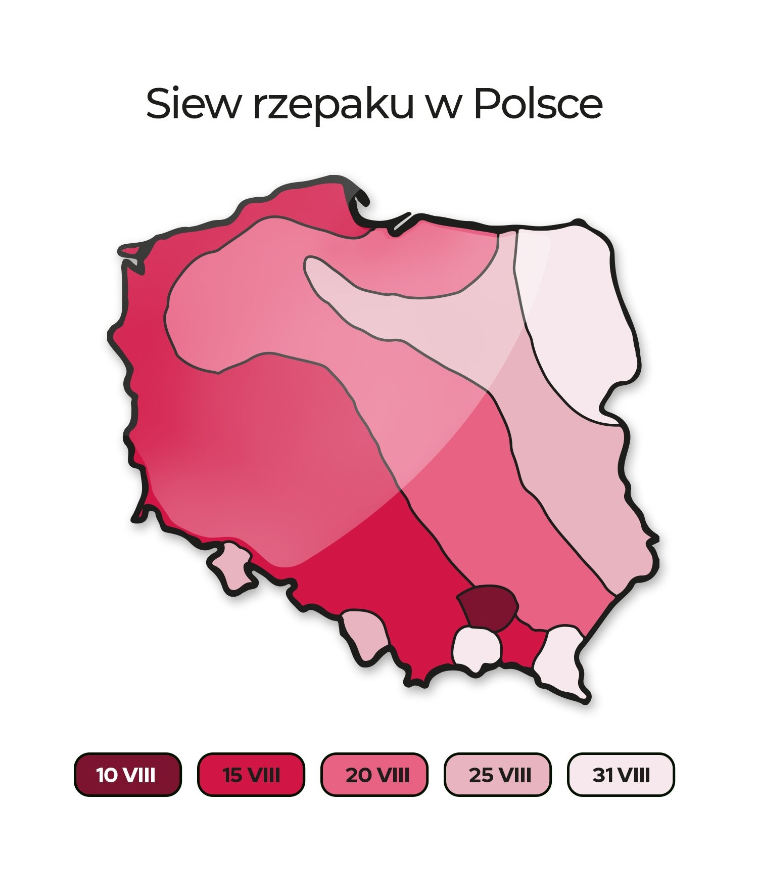 Termin siewu rzepaku ozimego w Polsce